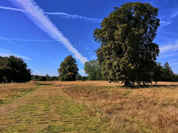 Sutton park with blue sky and jet streams from planes and a large oak tree in a field.